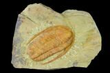 Hamatolenus Trilobite - Tinjdad, Morocco #138631-1